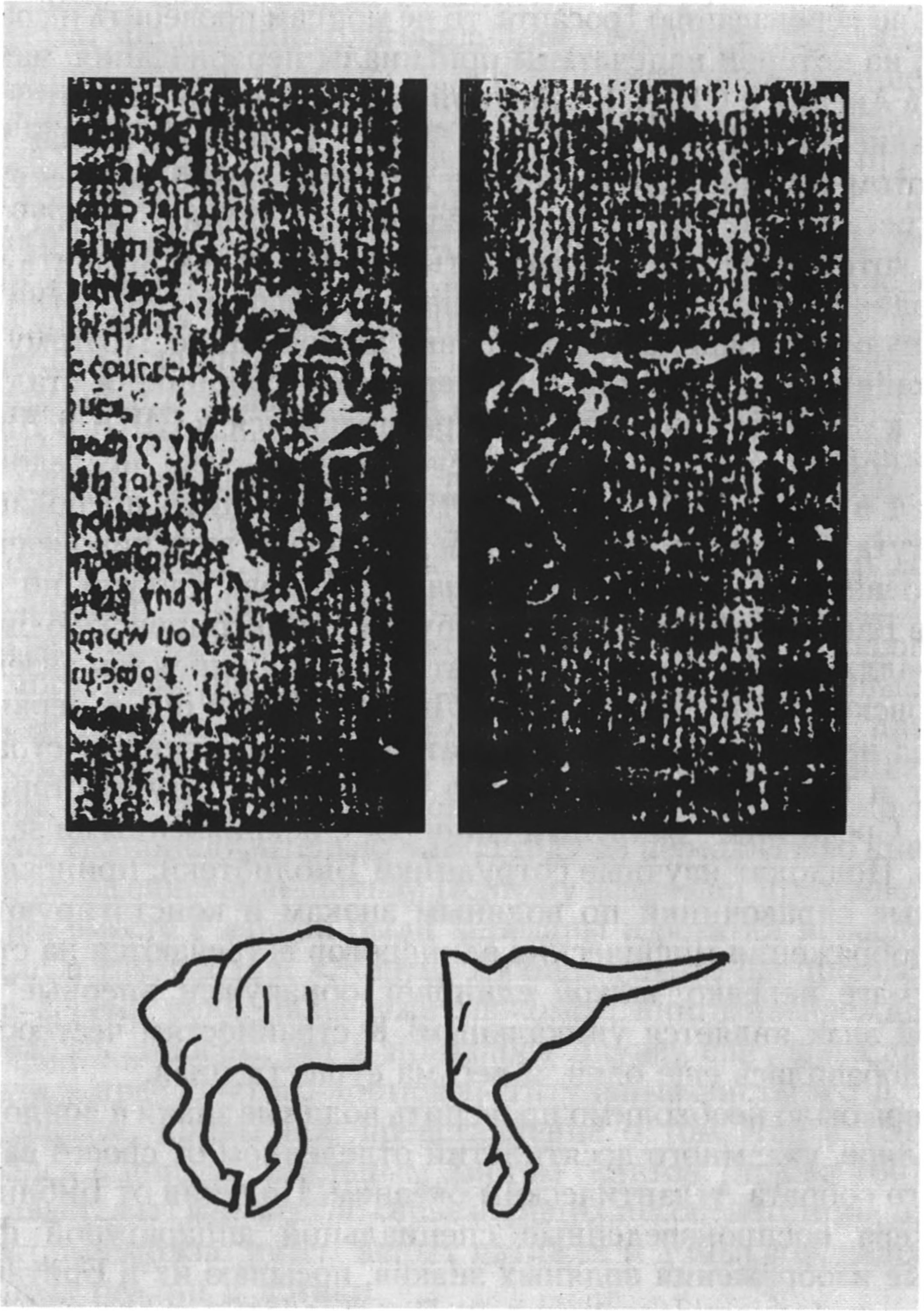 Уникальный водяной знак, обнаруженный в честеровском сборнике, — единорог с искривленными задними ногами. Внизу — обведенный мною контур этого знака